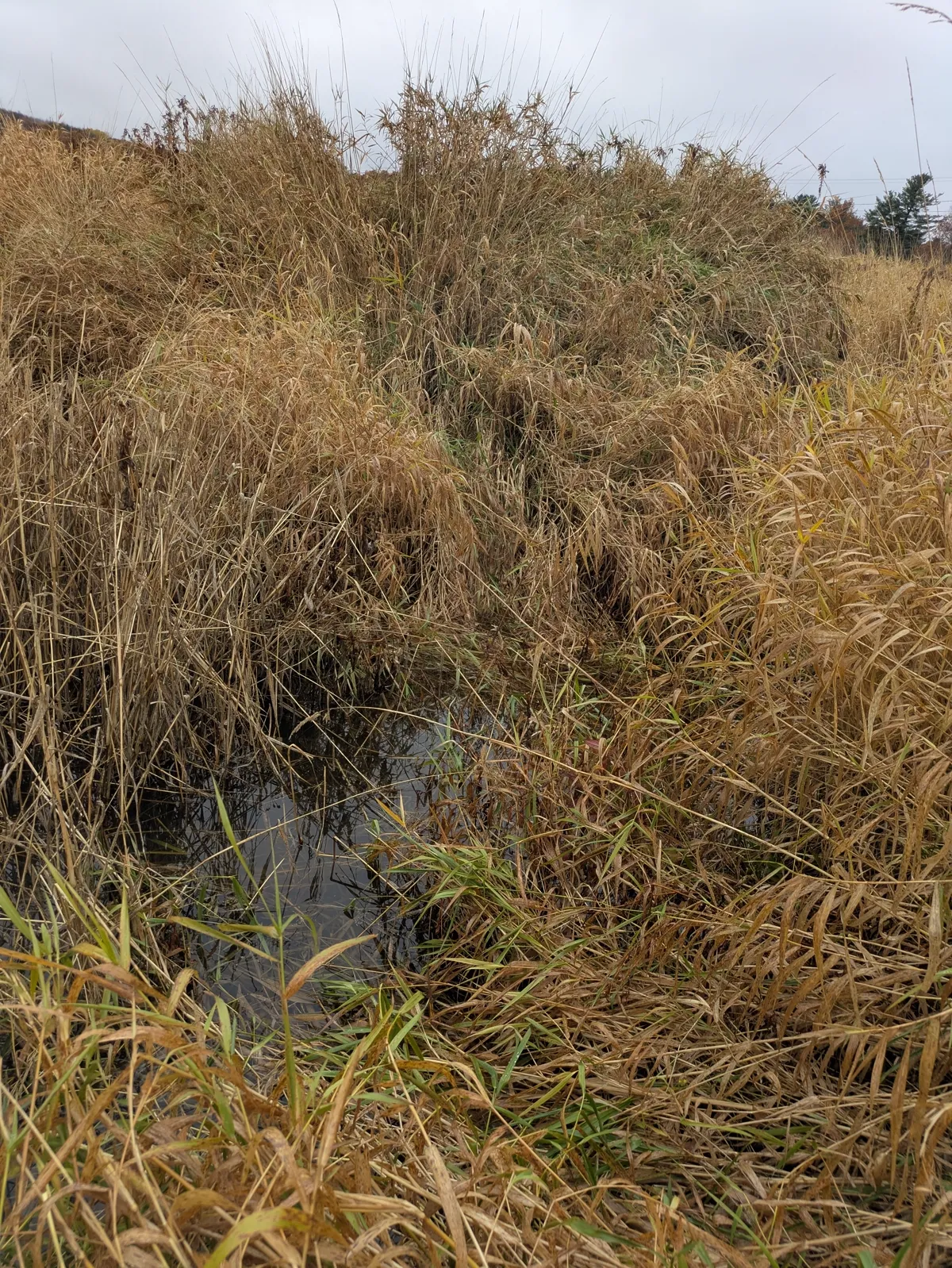 Peat production area at Mariaville Materials